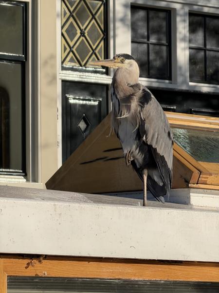 A majestic Grey Heron stands poised on a building ledge, bathed in bright sunlight, at Zwanenburgwal, Centrum, Amsterdam